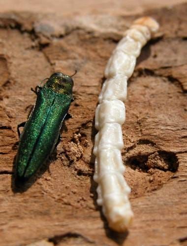 Manitoulin district under order for the Emerald Ash Borer