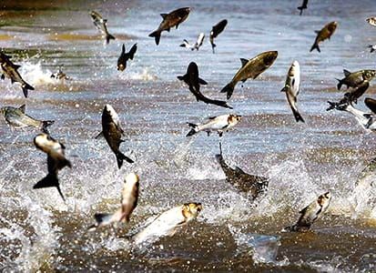 US Senate passes bill to force release of Asian carp report