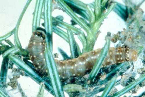Spruce budworm infestation targets Island south shore
