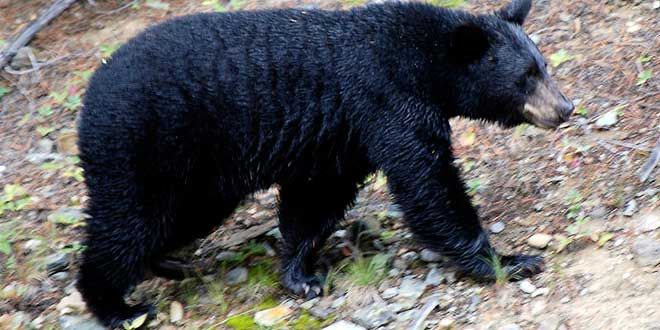 Western Manitoulin community plagued with nuisance bears