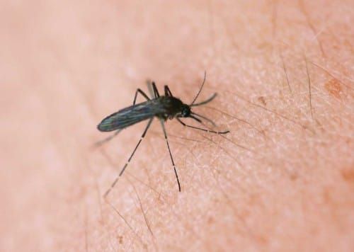 Health Unit reports West Nile positive mosquitoes in New Sudbury