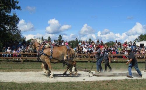 Horse pull sport misunderstood by some spectators