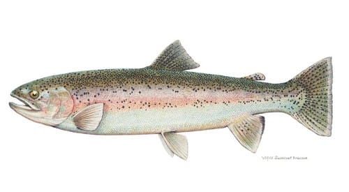 Thousands of rainbow trout escape Sheshegwaning pens