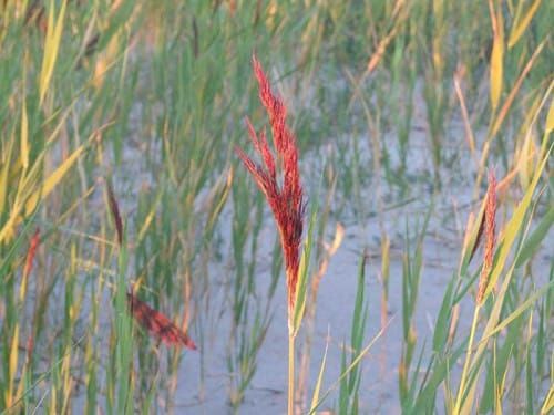 Protect Your Turf from Invasive Species!