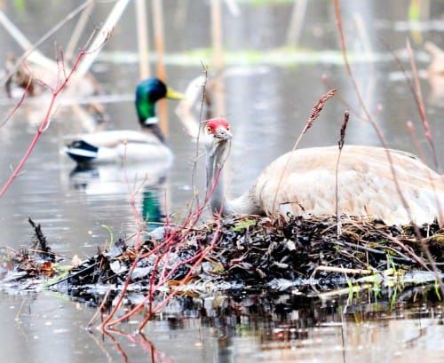 Sandhill cranes study provides baselines for Island controls