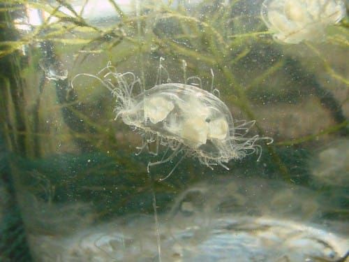 Freshwater jellyfish located close to Manitoulin waters