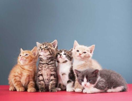 Writer calls for Pet Save donations