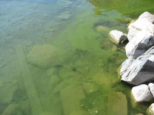 Blue-green algae found in Mindemoya Lake near Treasure Island