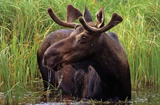 Moose Hunt Enforcement Blitz Leads to Charges and Seizures of Animals