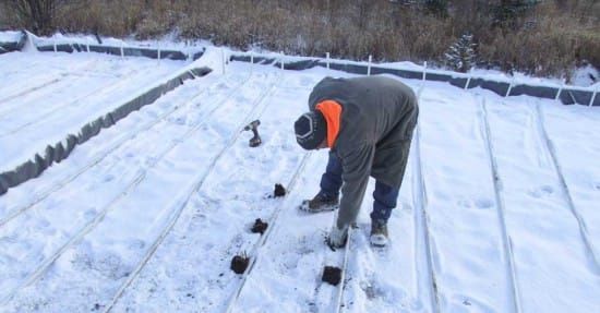 Man-made wetland will process new abattoir’s waste water innovatively