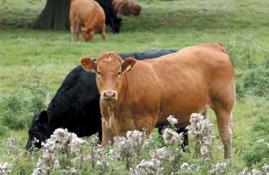 Final inspection of abattoir to take place on January 7