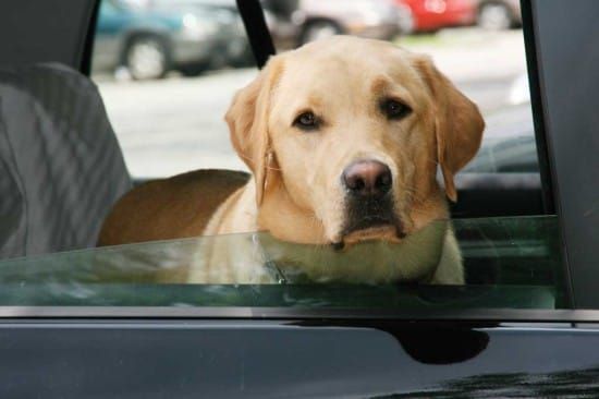 Writer agrees with letter demanding better treatment of dogs