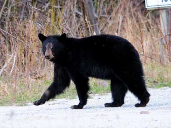 Be Bear Wise This Spring