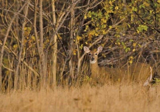 Local man receives support on deer tag permits for farmers