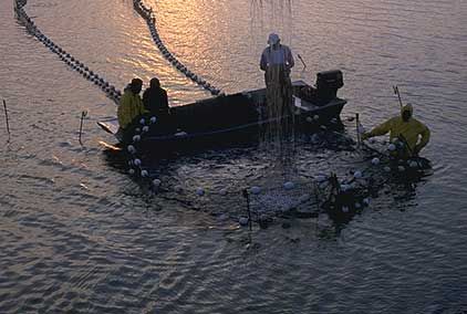 Aquaculture association representatives upset with the imminent closure of Experimental Lakes Area