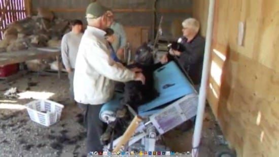 Alpaca shearing at Noble Alpaca Farm