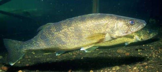 Gore Bay Community Fish Hatchery enjoys successful year raising walleye fingerlings