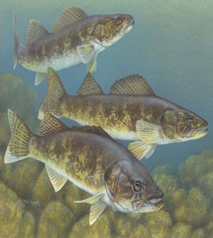 Walleye project gets nod from province