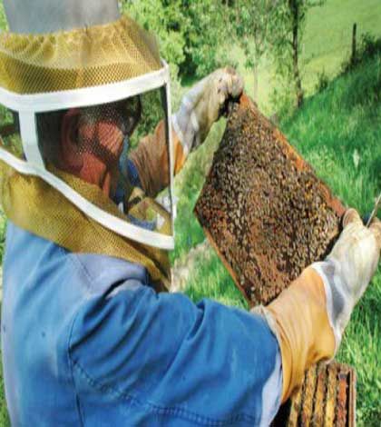 Beekeepers call for pesticide ban