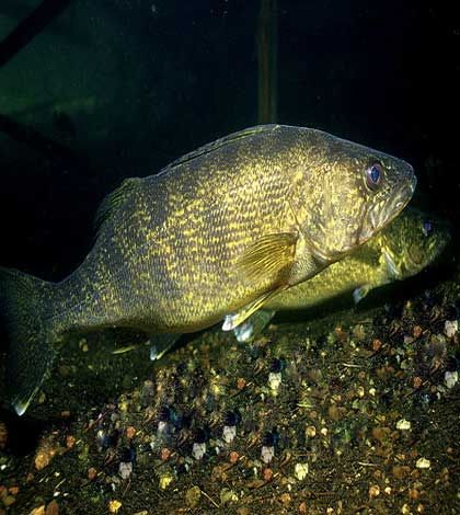 Lack of walleye found in Lake Mindemoya a concern for Fish and Game Club