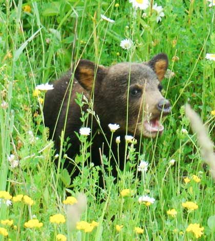 Ontario launches bear management program for urban areas in North