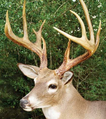Big Buck and Doe Contest a tradition for 22 years
