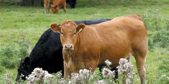 ‘Exceptional quality’ calves at Livestock Exchange