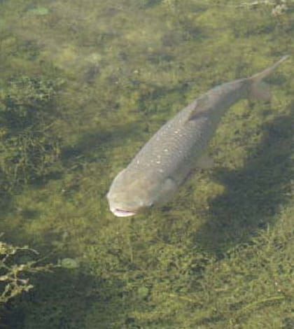 Tory MPP’s plea on invasive carp rings true to heart