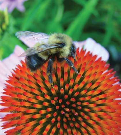Canadian study shows bee deaths linked to neonicotinoid pesticides