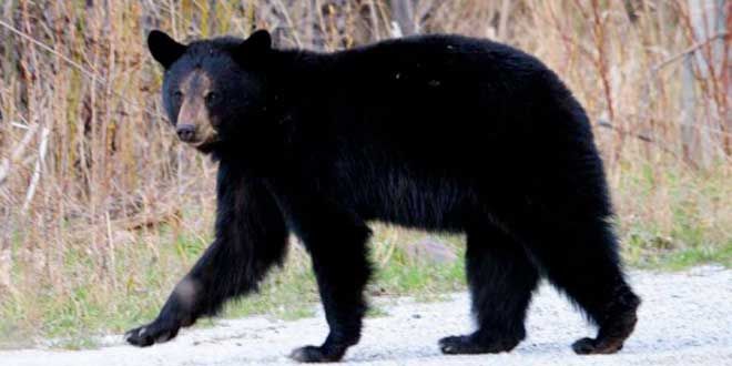 United Fish and Game Club  lobbies for inclusion of Island  in spring bear hunt project