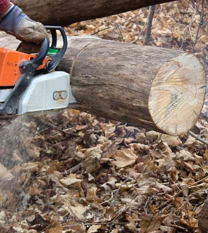 Taking wood and Christmas trees from private property is theft