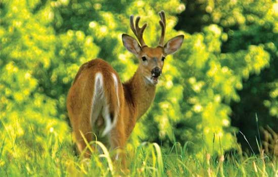 Fish and Game Club seeks support on deer baiting concerns