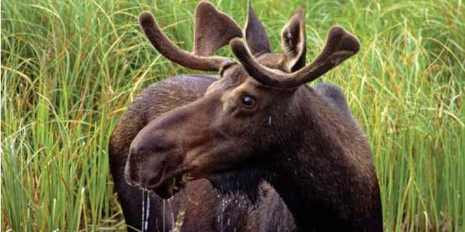 Two Hunters Get $1,500 Fine and 15 Year Ban each for Illegal Moose Hunting
