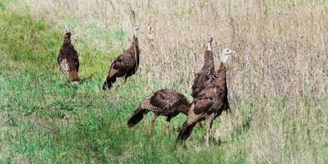Fed. of Anglers and Hunters working with Nature Conservancy to allow hunting on conservation lands