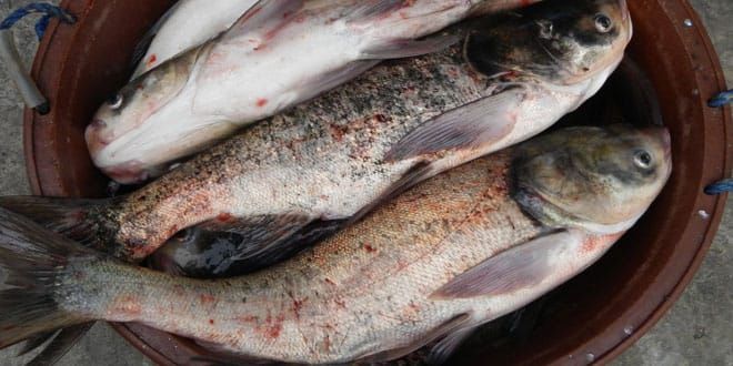 Bill calling for physical barrier against Asian carp gets support