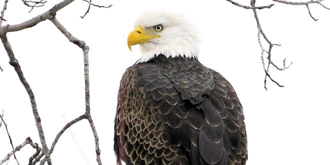 Bald eagle population is back on Manitoulin