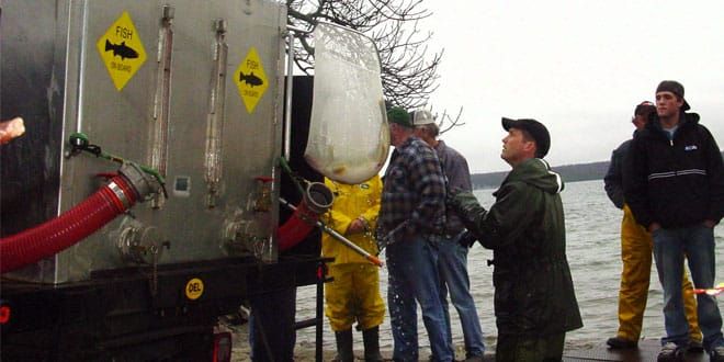 Manitoulin area included in lake trout stocking program