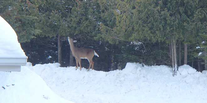Ministry nixes emergency deer feeding program