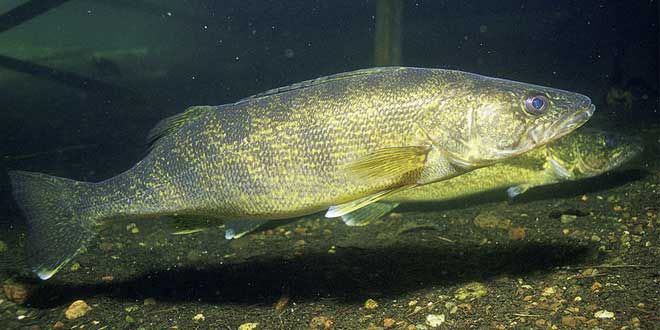 Final results of study show some positive news for Lake Mindemoya walleye population