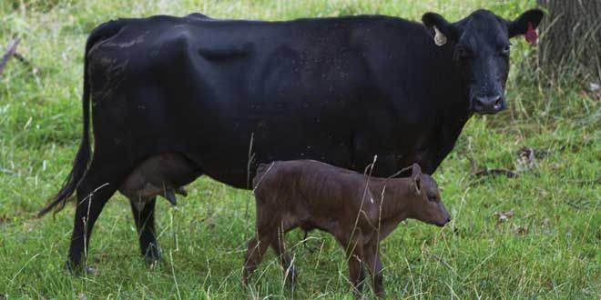 Blue Goose winding down all its Manitoulin beef operations