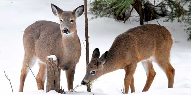 Anglers and Hunters give funds to help Island group with deer saving efforts