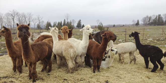 New Lobo Loco Alpaca Farm to open this spring in Sheguiandah