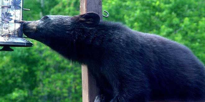 Ontario, OPP remind people what to do as bears come out of hibernation