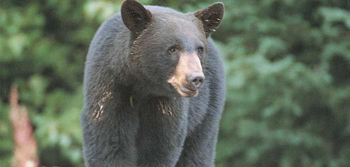 Black bear in Lively gets head stuck in a jar