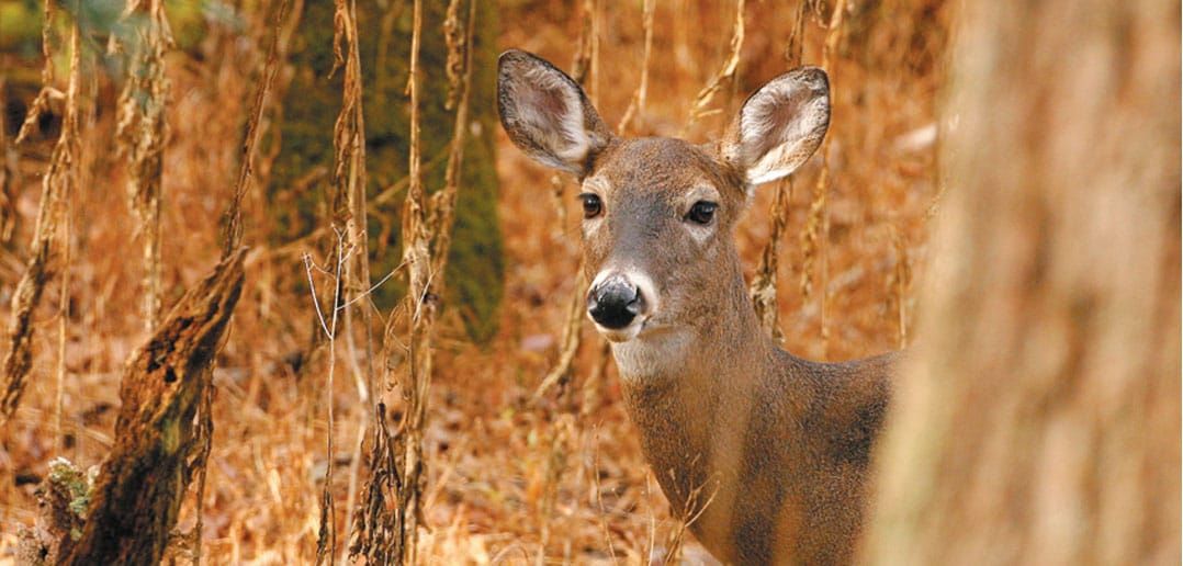 Antlerless deer tags will be reduced for fall hunt