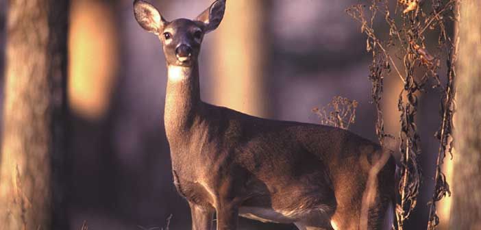 Noelville man fined for leaving harvested deer to spoil on Island