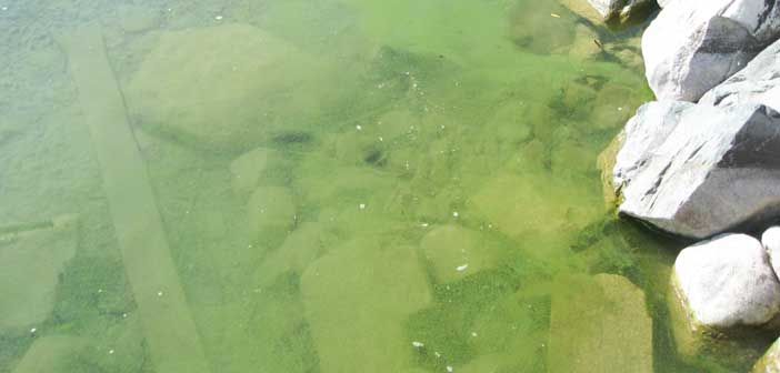 On the lookout for blue-green algae