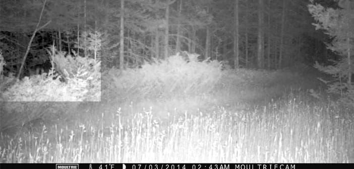 Major consequences for harming Ontario cougars, MNRF warns