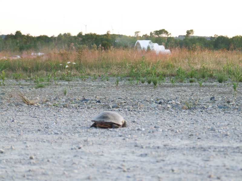 Turtles need crossing guards and conscientious drivers