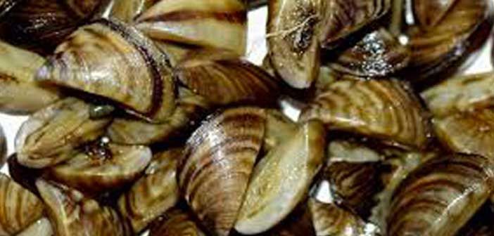 Ontario re-introducing invasive species legislation
